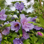 Ibištek sýrsky (Hibiscus Syriacus) ´BLUE CHIFFON´® - výška 120-140 cm, kont. C5L - NA KMIENKU